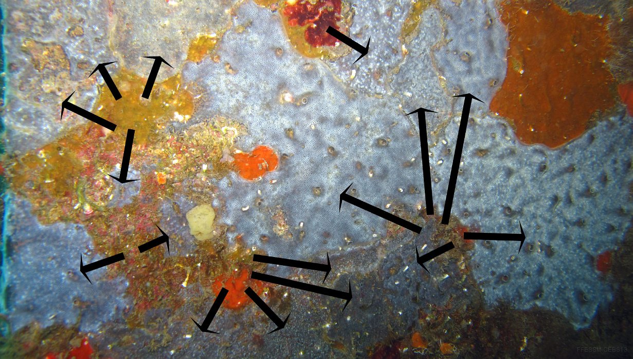 102 Didemne spongieux (Diplosoma spongiforme).jpg - Didemne spongieux (Diplosoma spongiforme) : Coloration gris-bleu à quasi translucide Ressemble à une éponge encroûtante mais consistance plus dure et présence de très nombreux petits pores